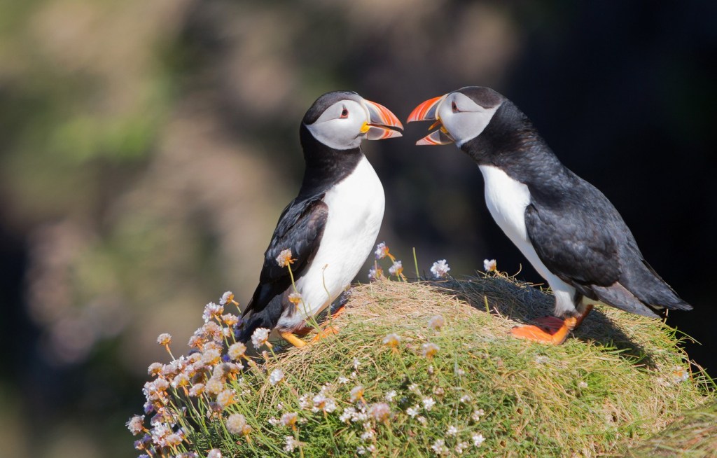 Naked Moldovan Puffins With Cancer 78 Photos Porn Photo