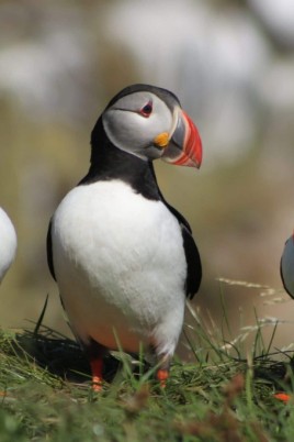 Juicy puffins in the bedroom (77 photos)
