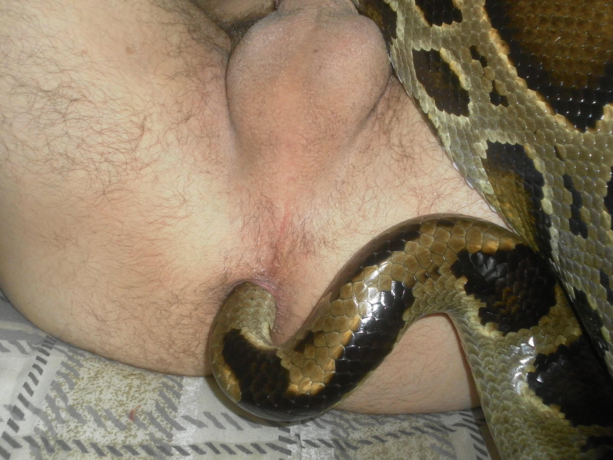 2048px x 1536px - Snake in Pussy (59 photos) - porn photo