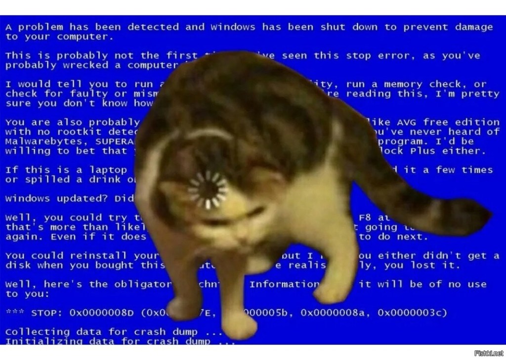 Cat with loading on the head
