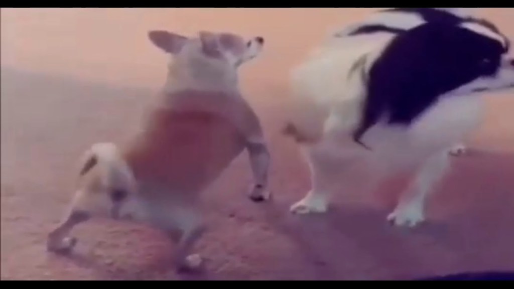 The dog is swirling